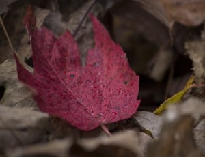 close up photo of maple leaf thumbnail