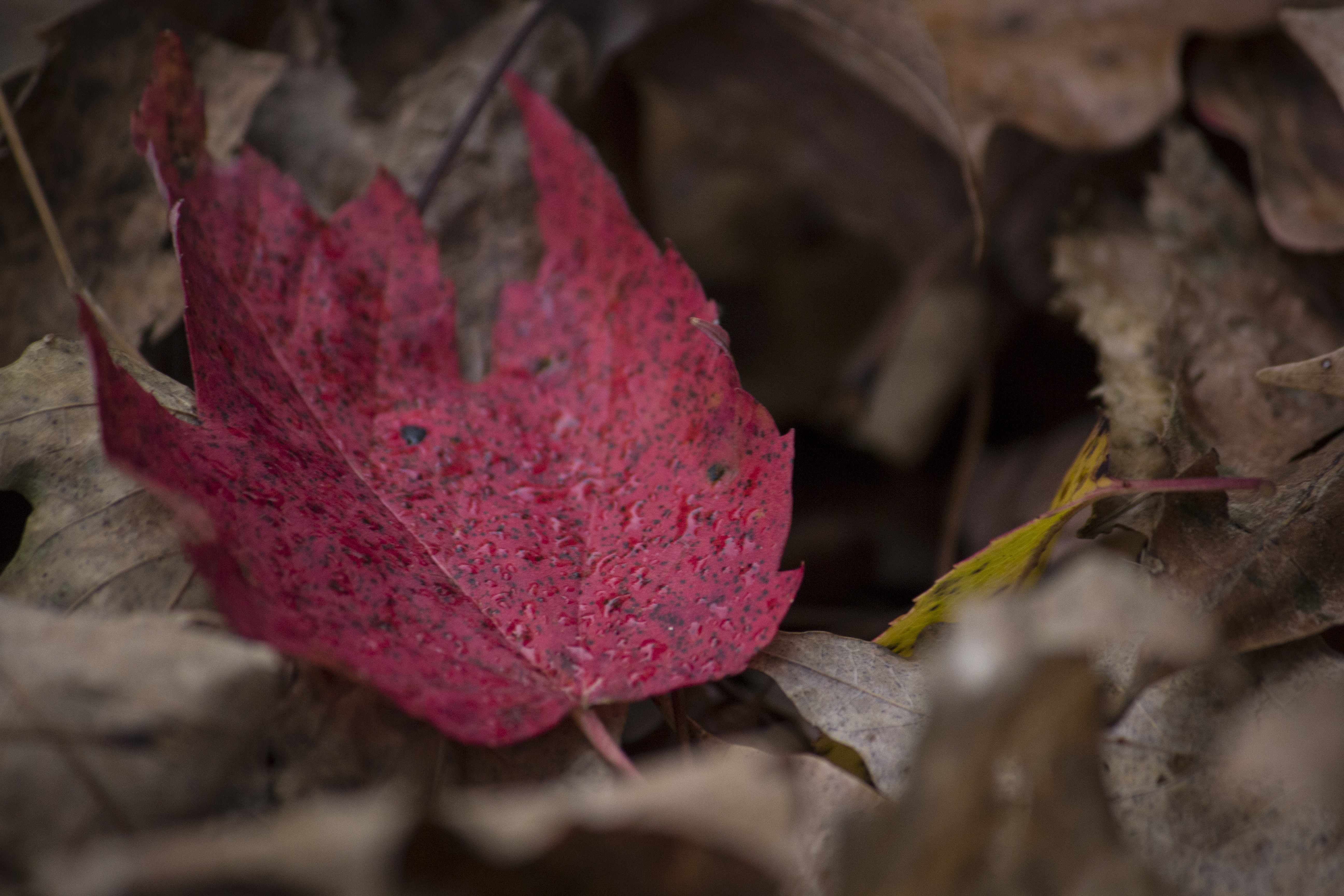close up photo of maple leaf