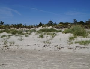 green grass and white sand thumbnail