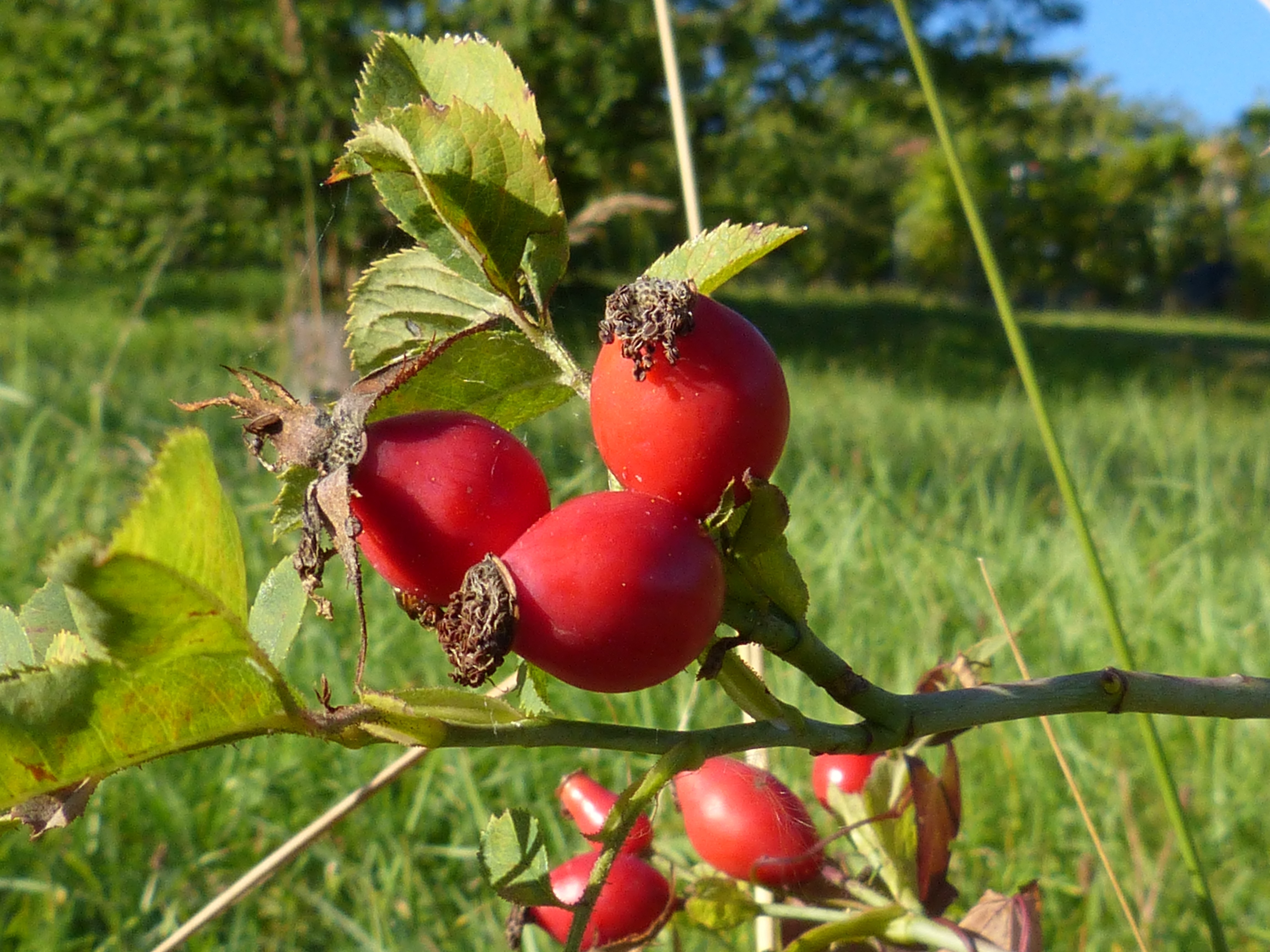 red oval fruits