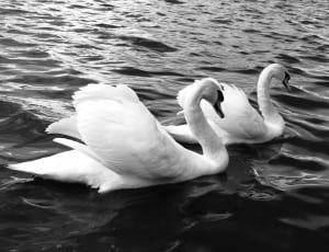 grayscale photography of swans swimming on body of water thumbnail