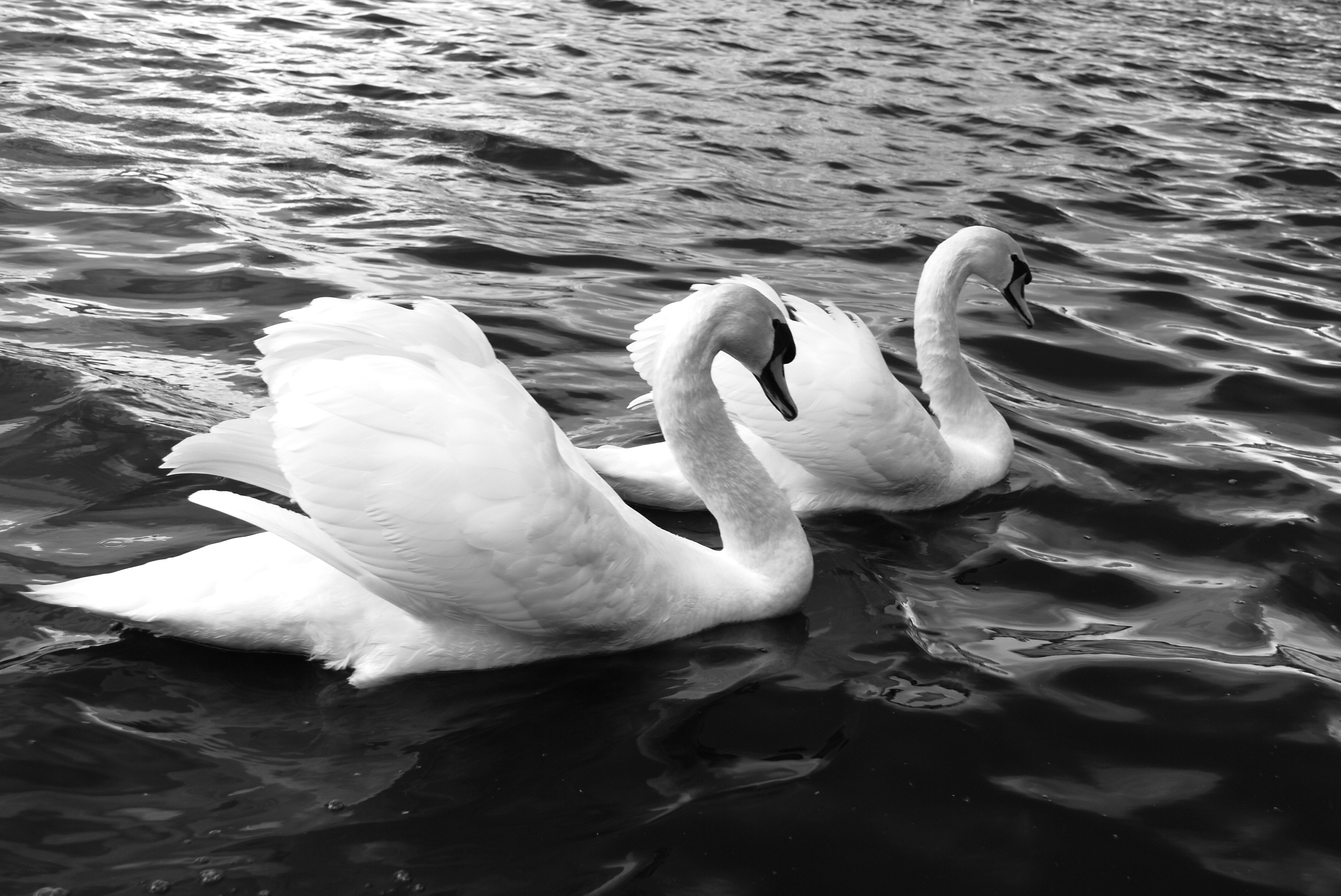 grayscale photography of swans swimming on body of water