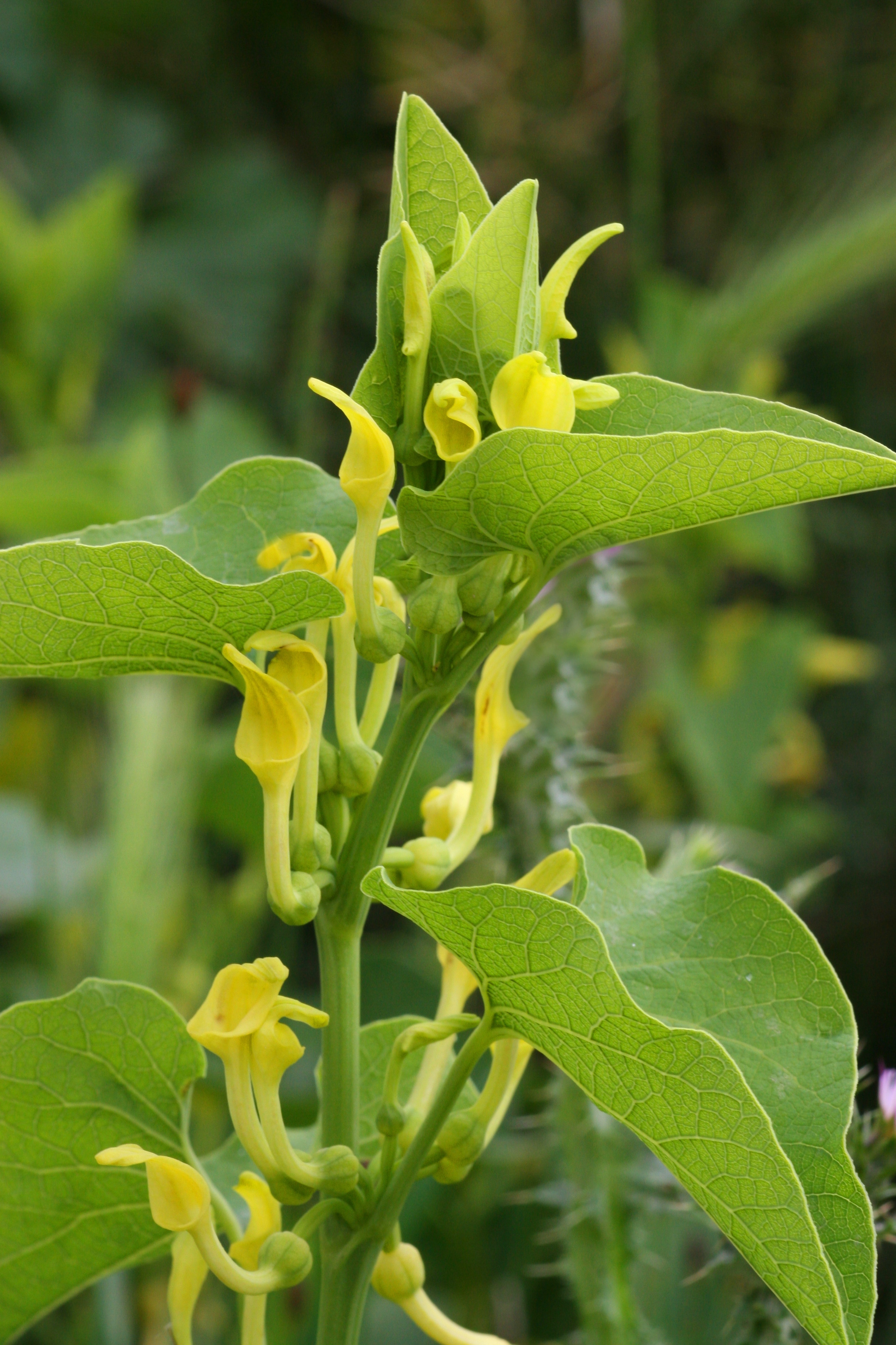 photo of yellow and green plant