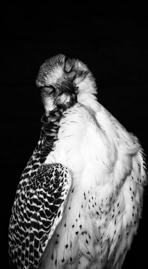 black and white falcon thumbnail
