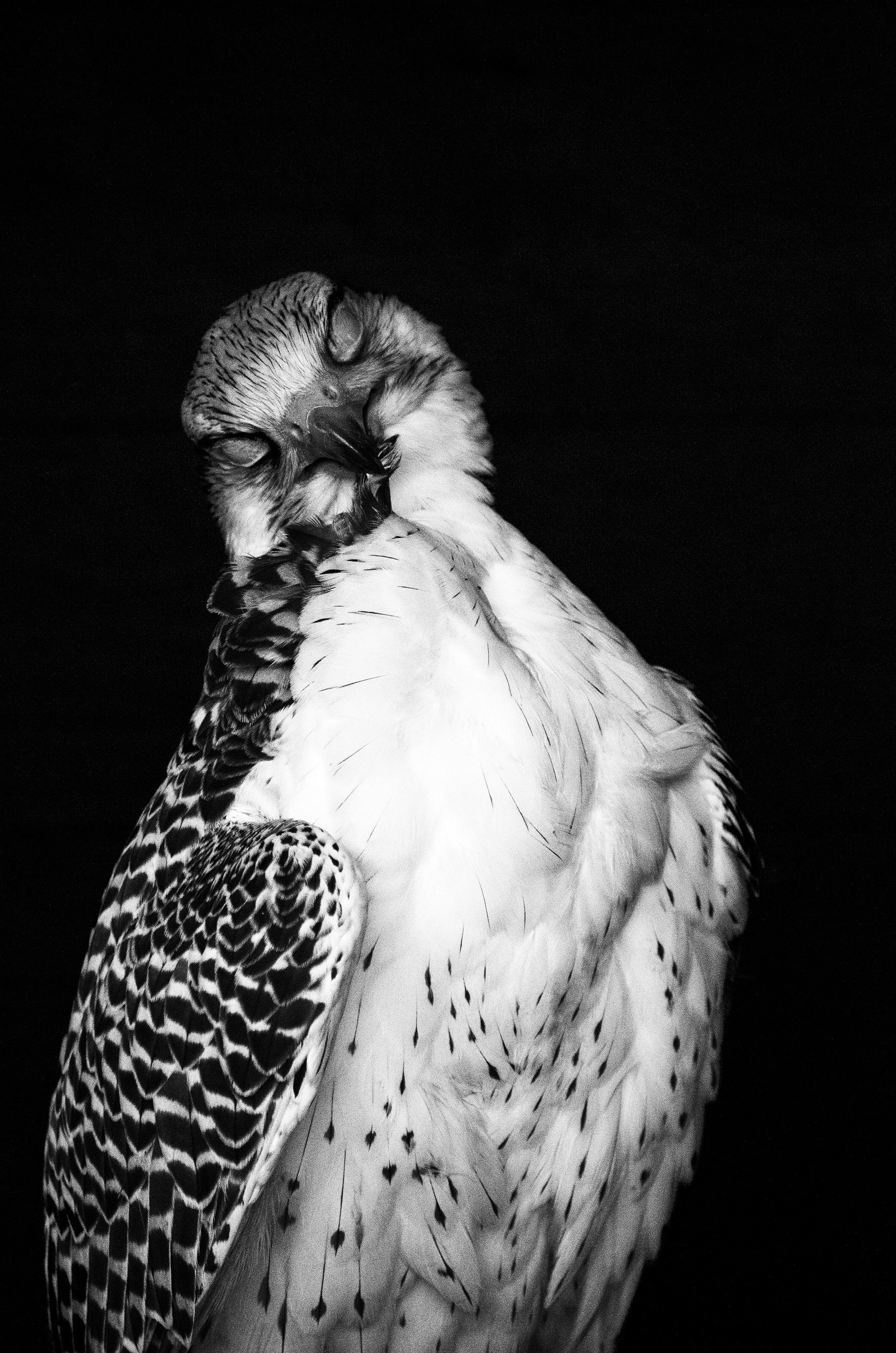 black and white falcon