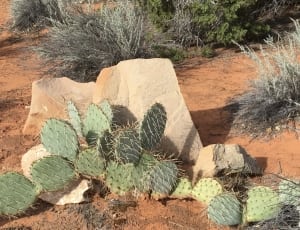 cactus plant and gray rock during daytimne thumbnail