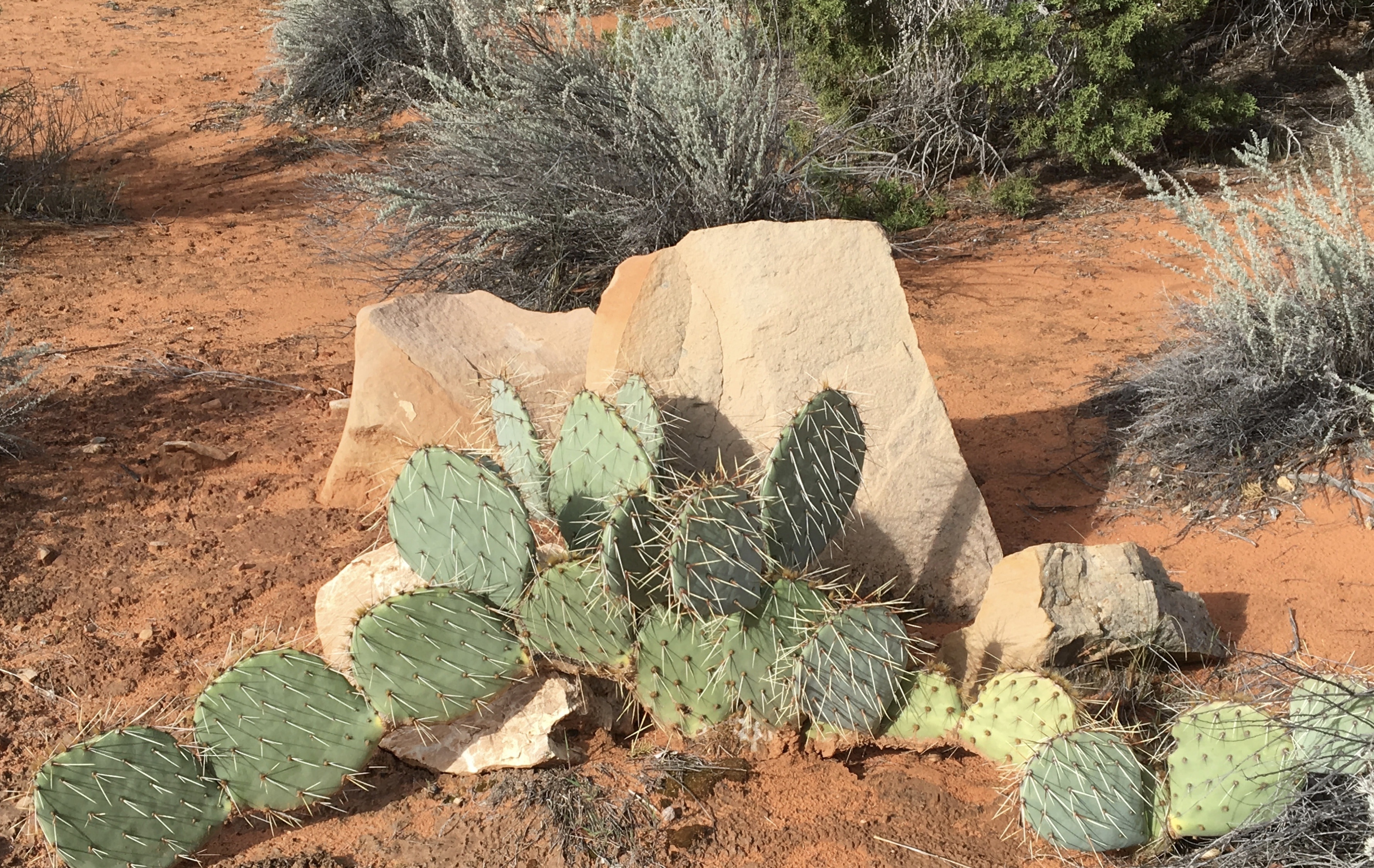 cactus plant and gray rock during daytimne
