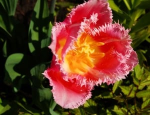 pink jagged tulip thumbnail