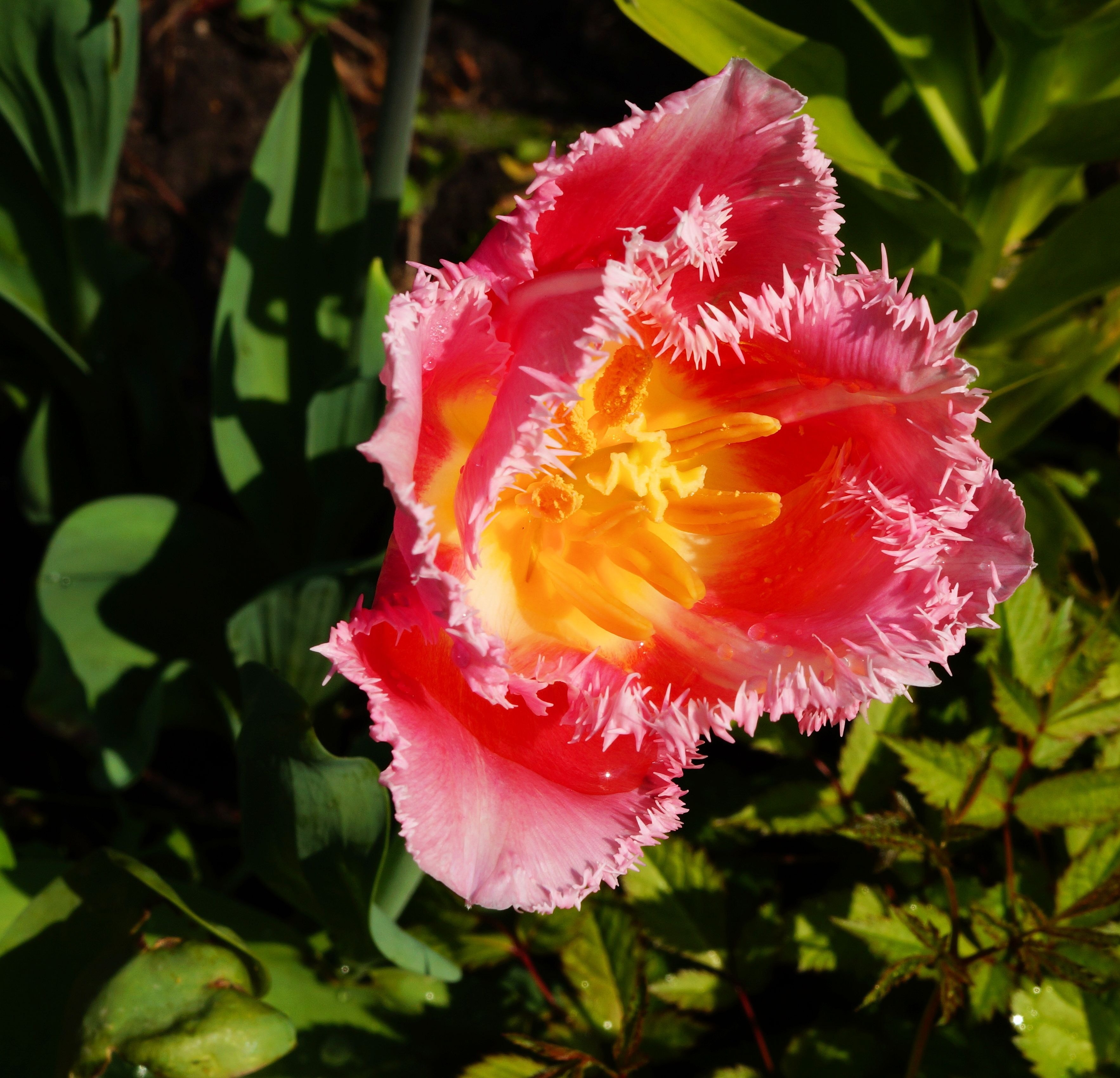 pink jagged tulip