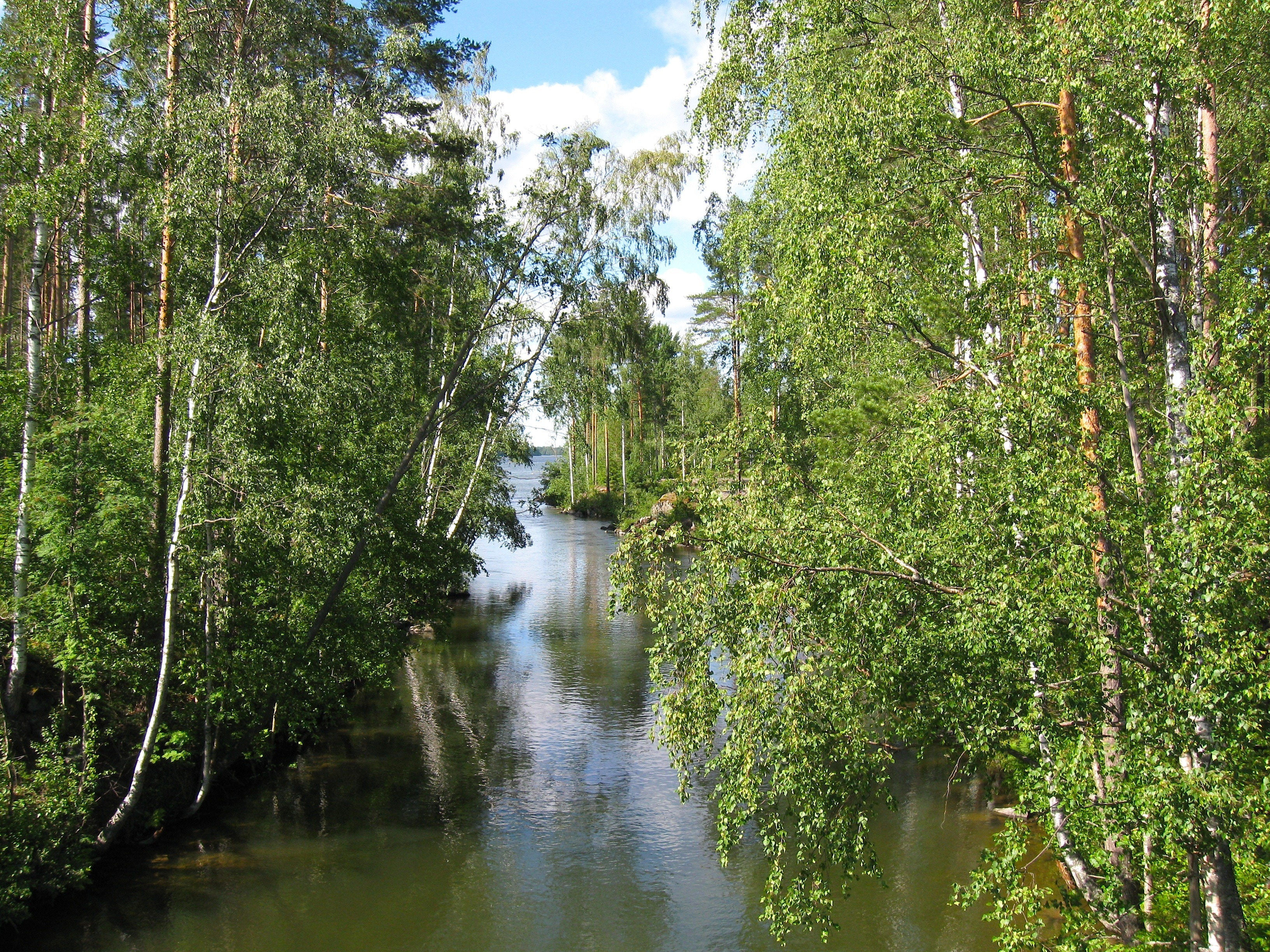 river between trees