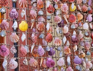 multi-color seashells thumbnail