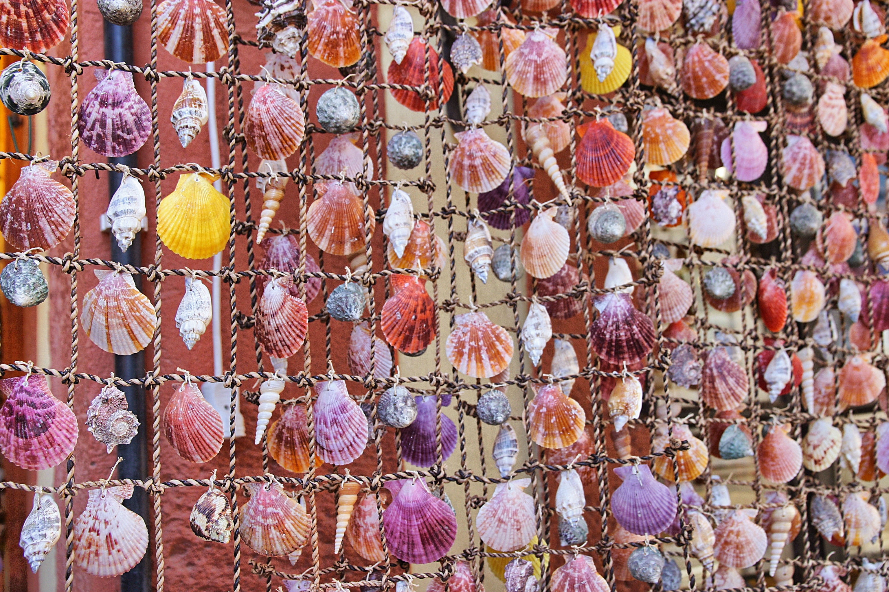 multi-color seashells