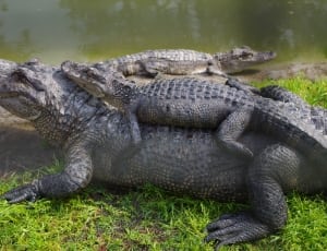 close photo of two black crocodiles near body of water thumbnail