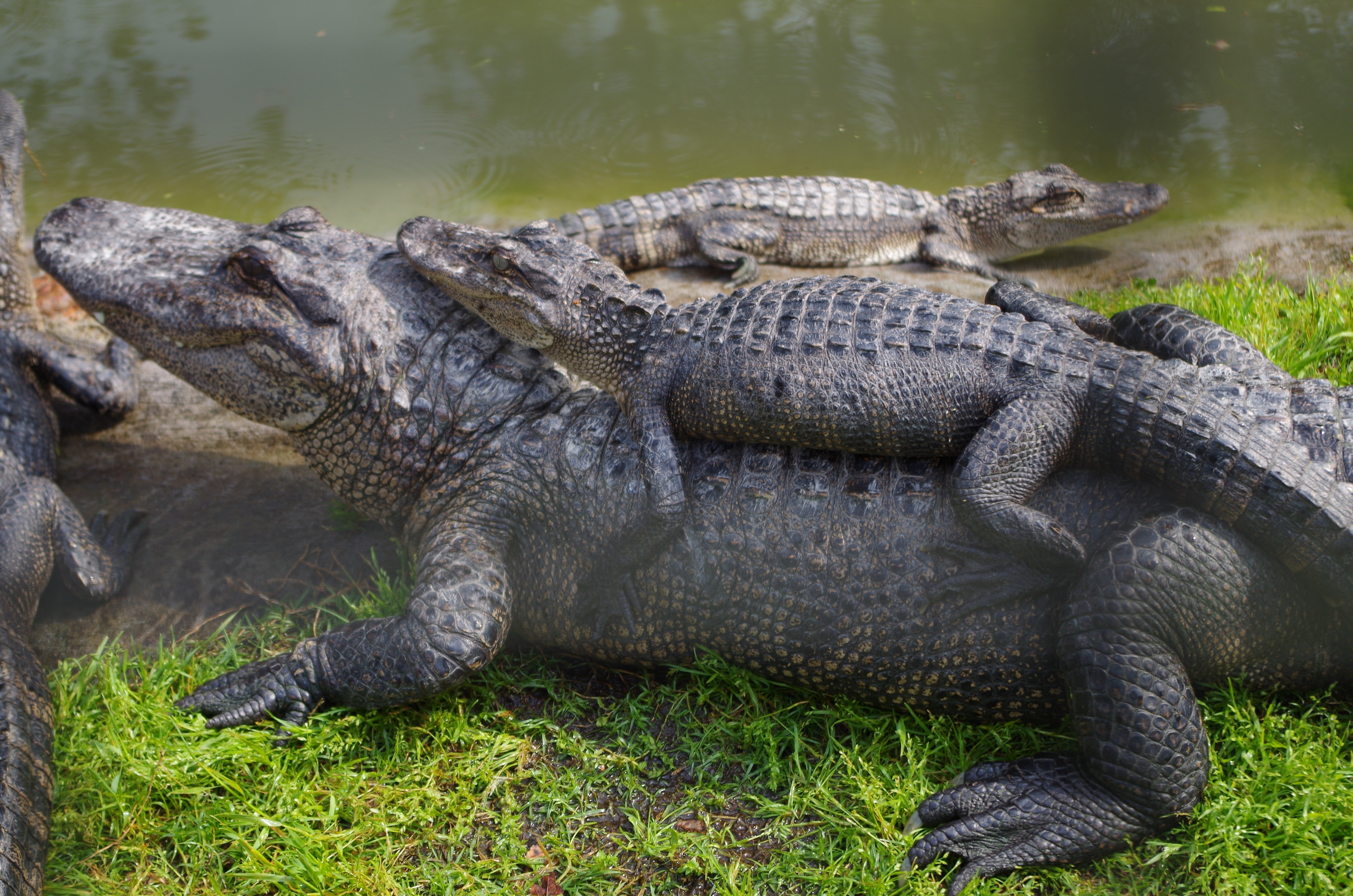 close photo of two black crocodiles near body of water