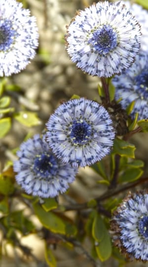 white and blue multi petaled flower thumbnail