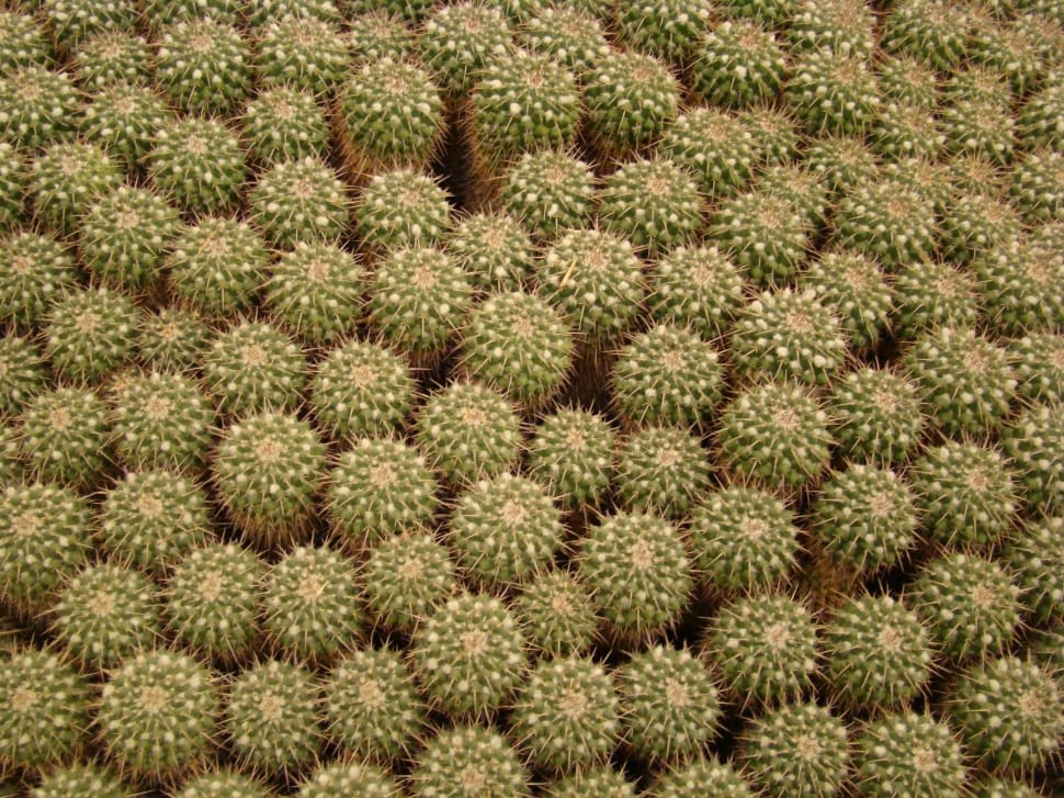 bed of cactus preview