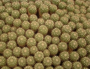 bed of cactus thumbnail