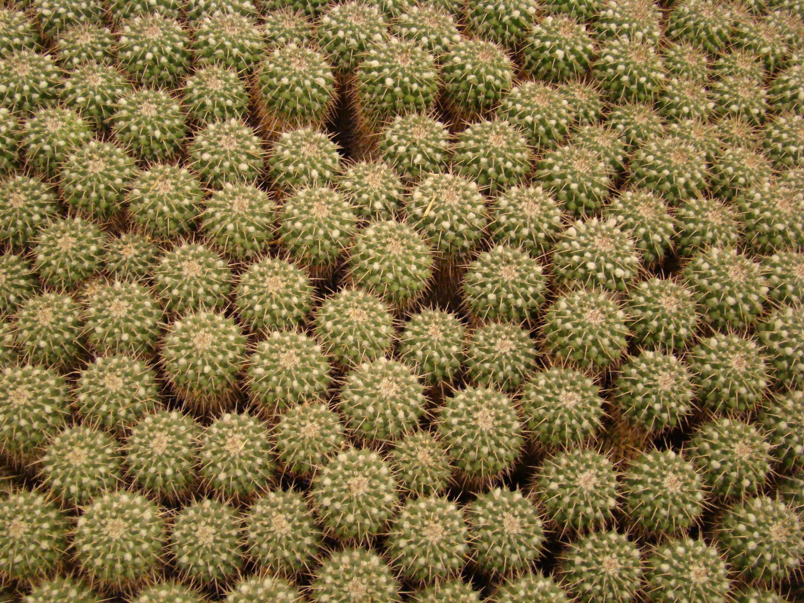 bed of cactus