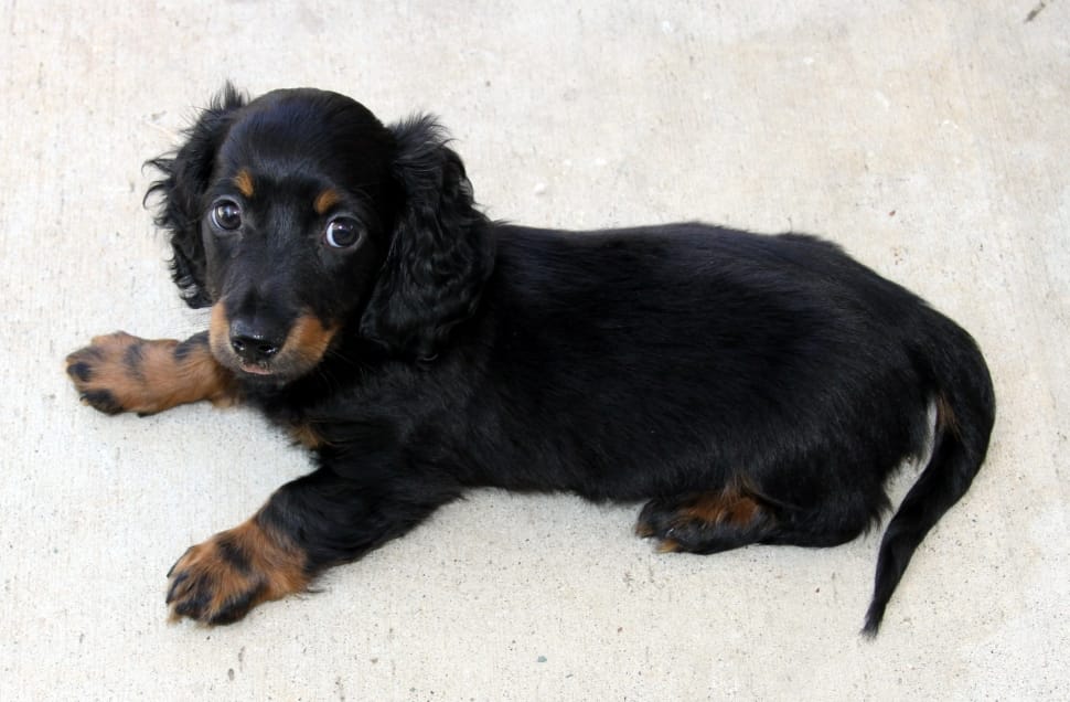 black and brown long coated breed puppy preview