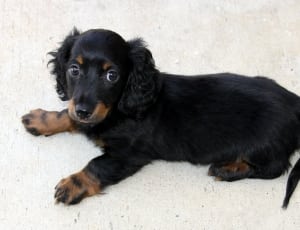 black and brown long coated breed puppy thumbnail