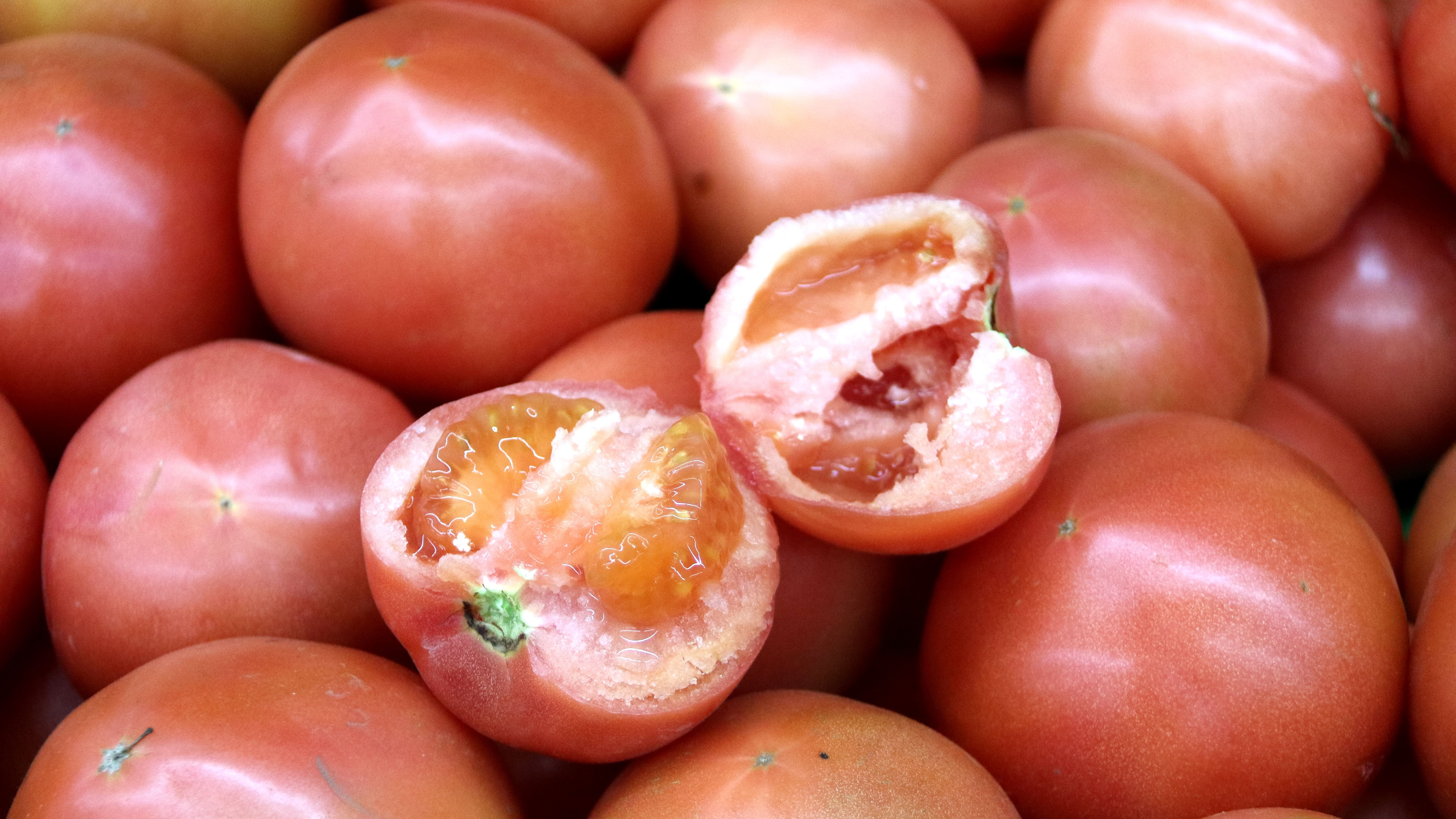 tomato fruit lot