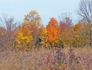 yellow and orange leaved trees thumbnail