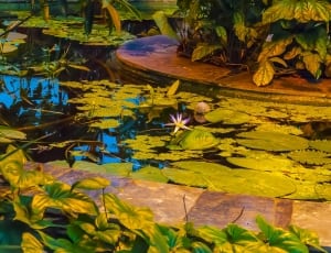 photography of lilypads thumbnail