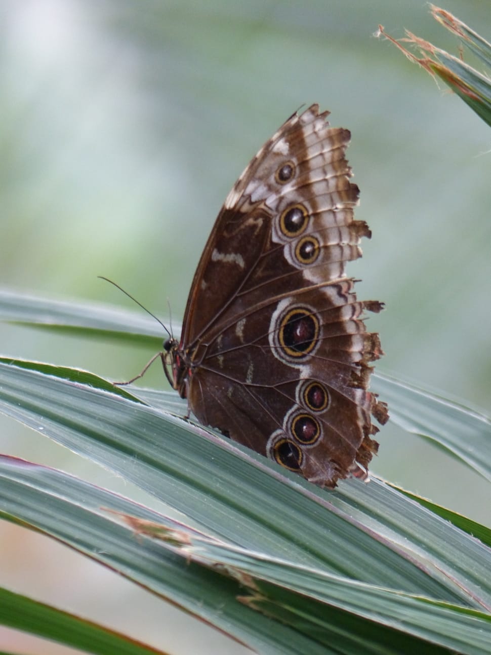 brown butterfly preview