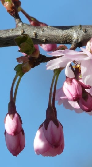 pink magnolias thumbnail