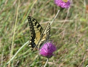 eastern tiger swallowtail butterfly on pink thisle flower thumbnail