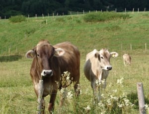 brown cow and white calf thumbnail