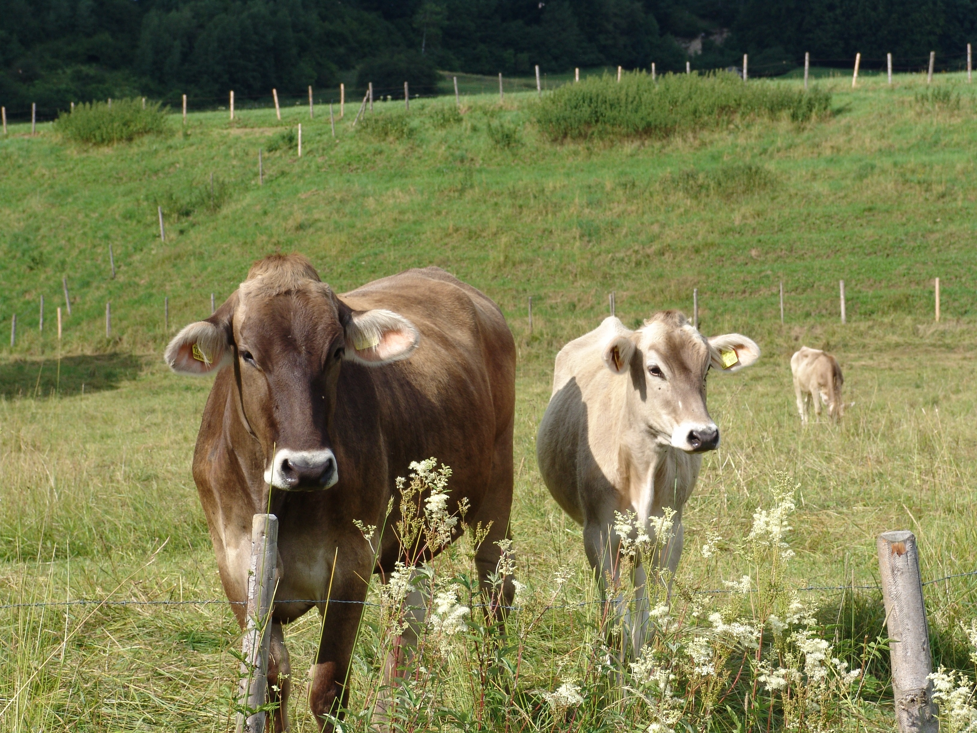 brown cow and white calf