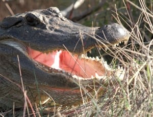 gray crocodile mouth open thumbnail