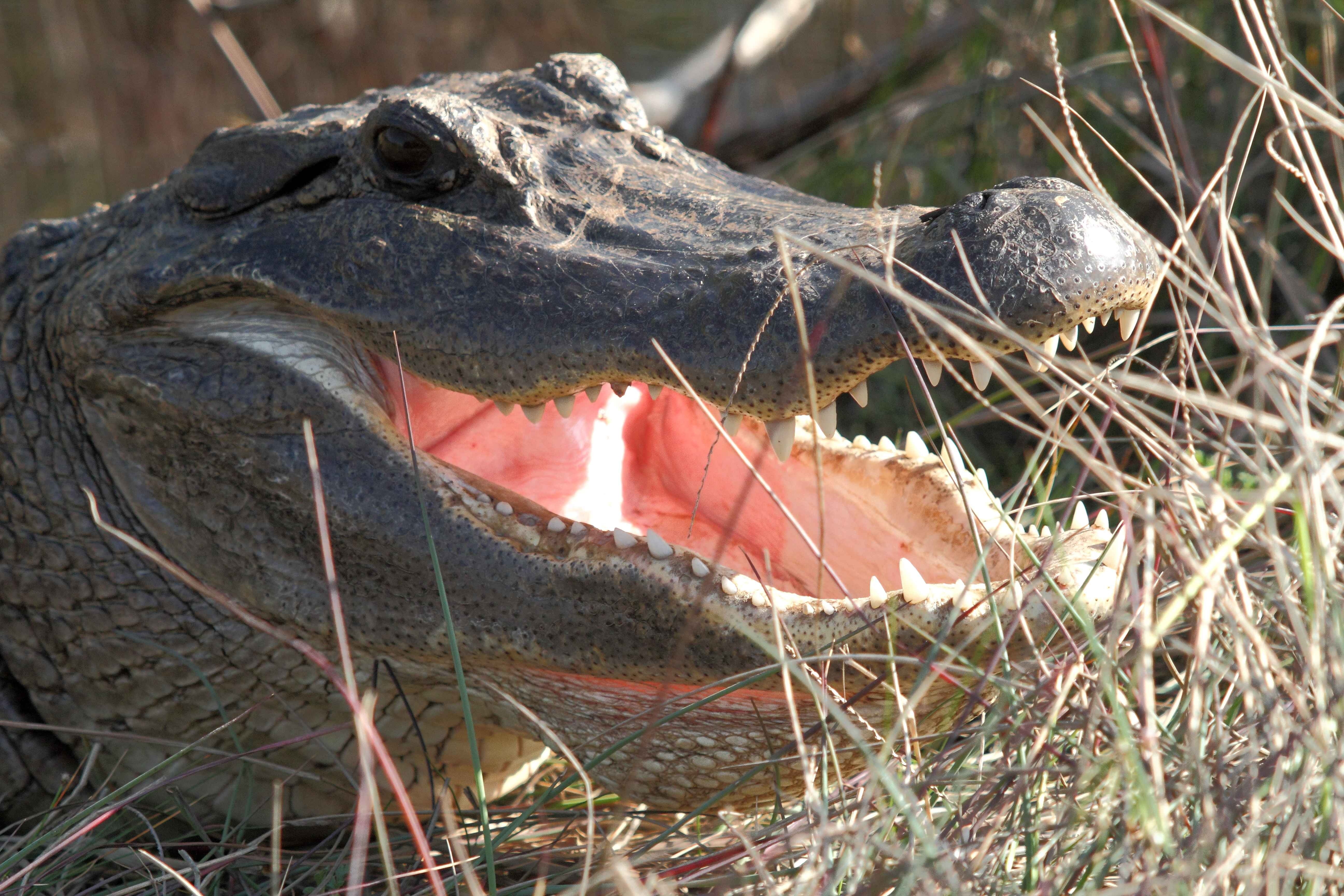 gray crocodile mouth open