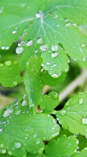 green leaves with dew thumbnail