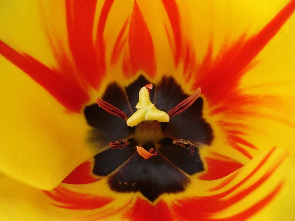 yellow black and red flower macro shot preview
