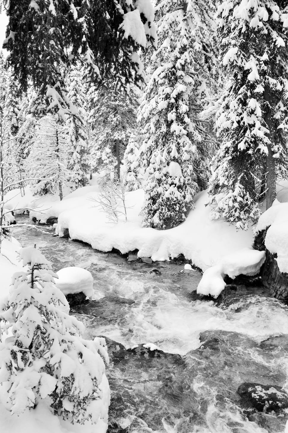 stream between forest covered in snow preview