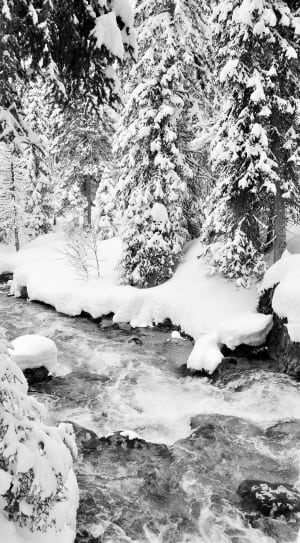 stream between forest covered in snow thumbnail