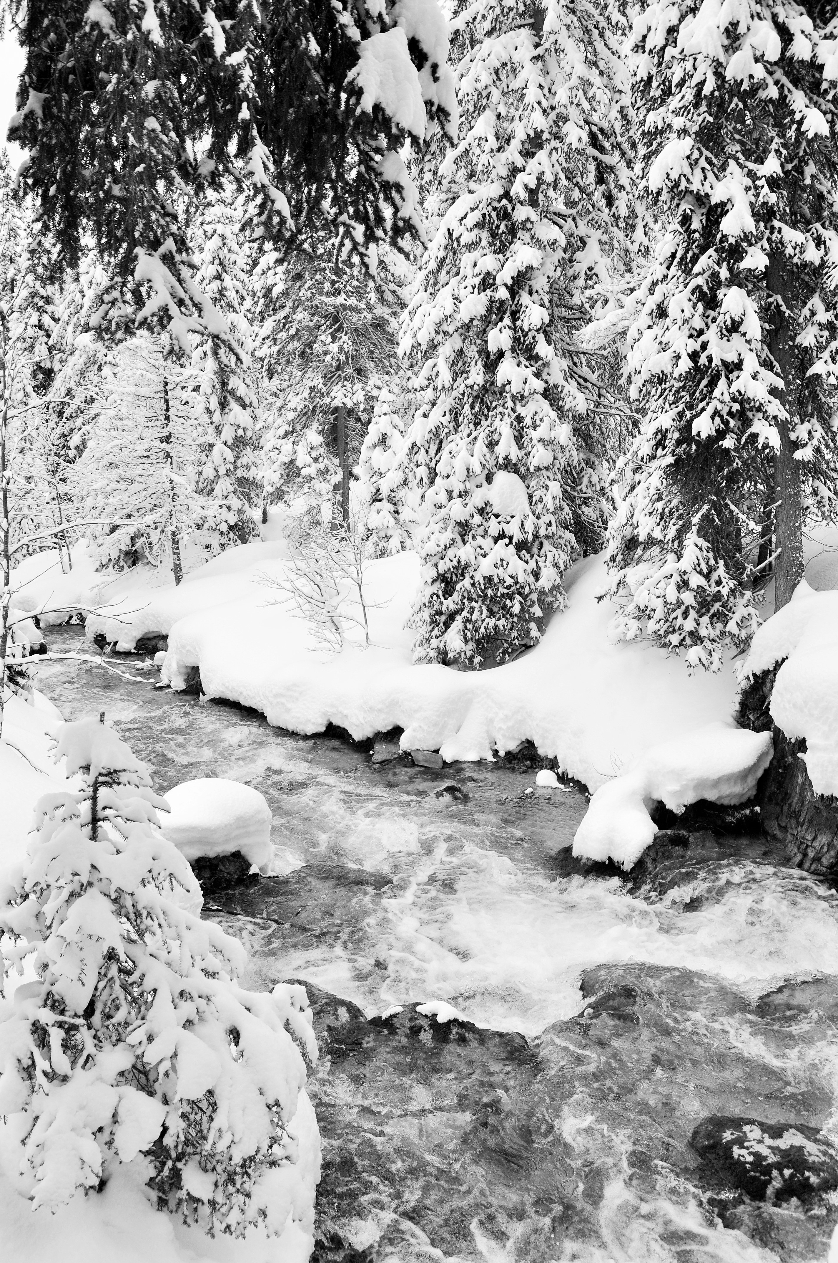 stream between forest covered in snow