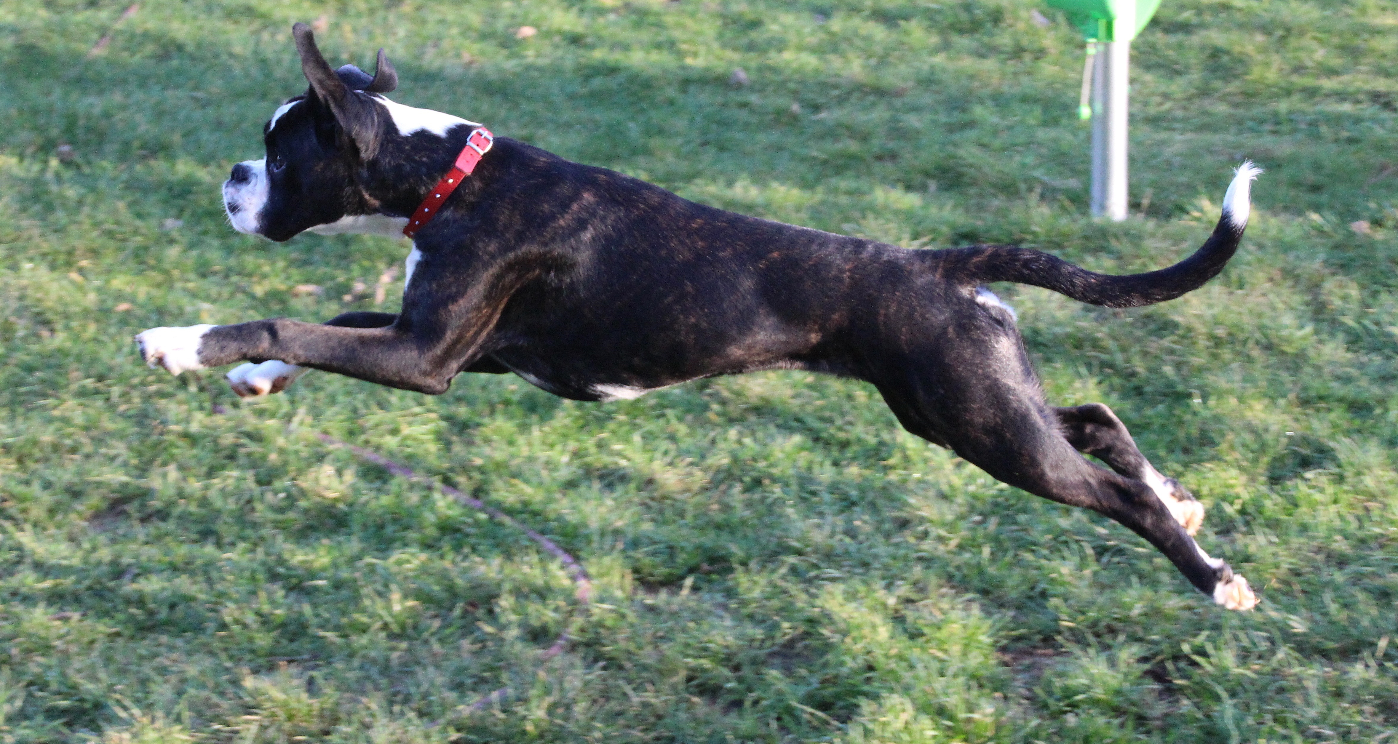My dog can run and jump. Черный боксер собака. Боксер с хвостом. Боксёр собака с хвостом. Собака боксерский терьер.