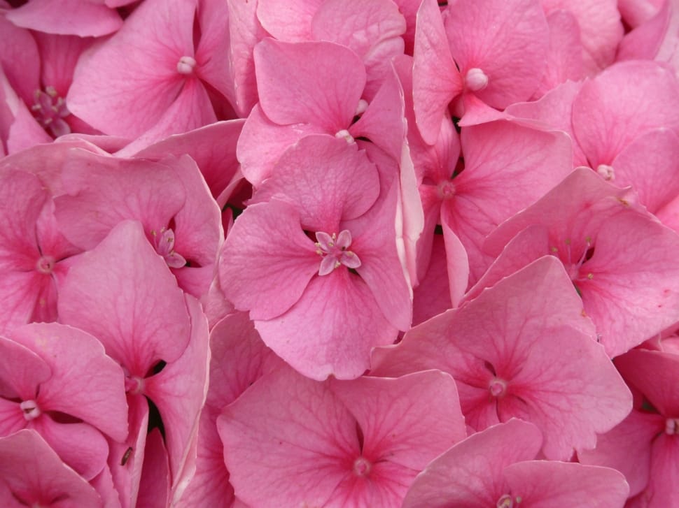 pink petaled flowers preview