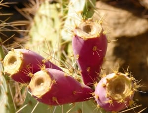 cactuses thumbnail