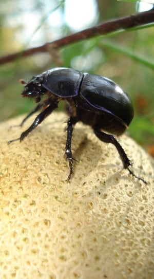 black dung beetle thumbnail
