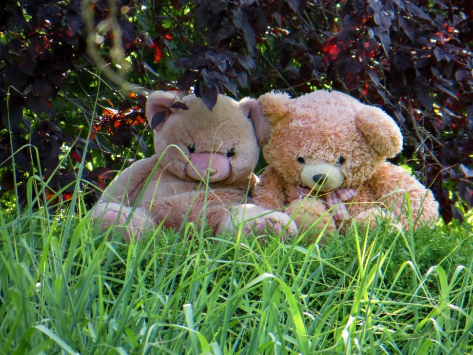 2 brown teddy bears lot preview