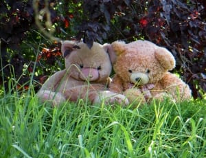 2 brown teddy bears lot thumbnail