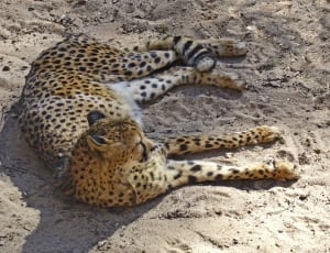 cheetah thumbnail