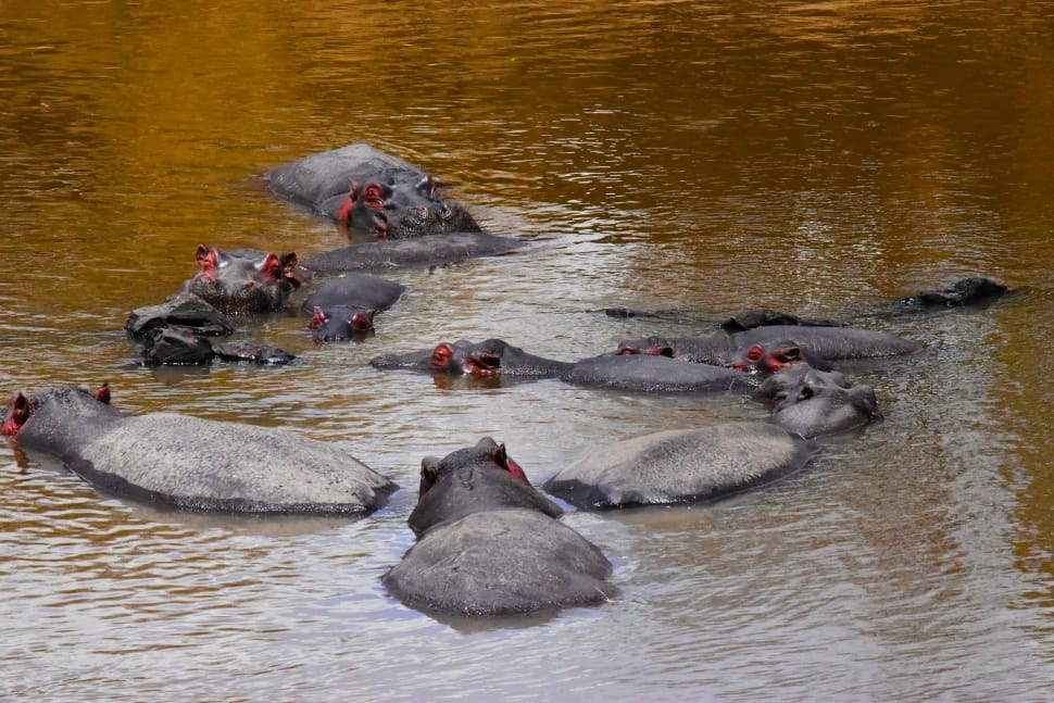 colony of black and gray hippopotamus preview