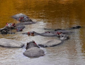 colony of black and gray hippopotamus thumbnail