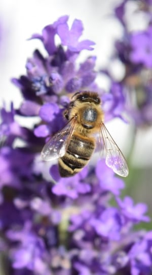 brown bees thumbnail