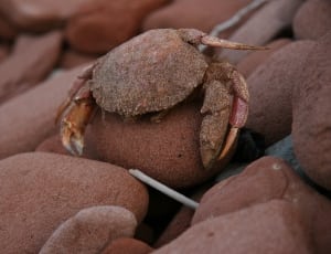 brown crab thumbnail